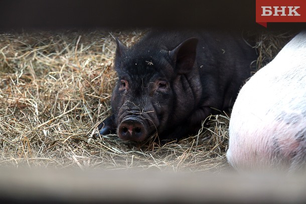Коми получила статус благополучного по африканской чуме свиней региона