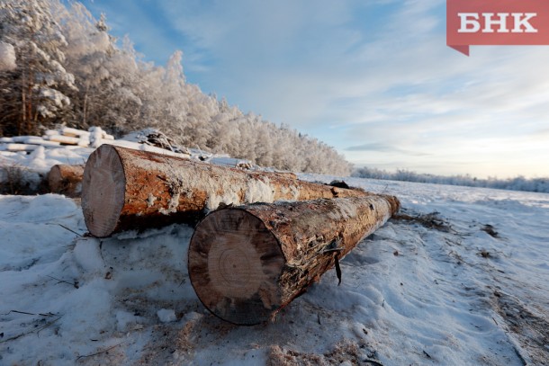 В этом году из Коми в другие регионы вывезли в полтора раза меньше древесины хвойных пород