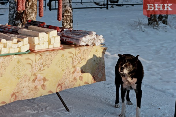 Жительница Койгородка заплатит за свою кусачую собаку