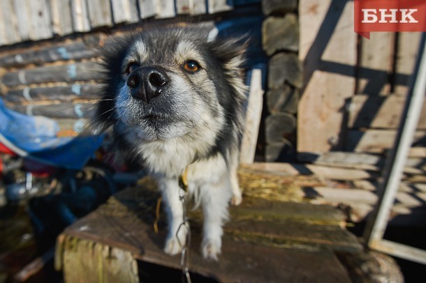 Вуктыльцев призывают в праздники позаботиться о 40 щенках в приюте для бездомных животных