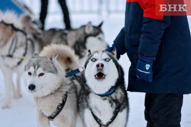 Хаски против «двортерьеров»: в Сыктывкаре ездовые собаки испытали на прочность своих хозяев