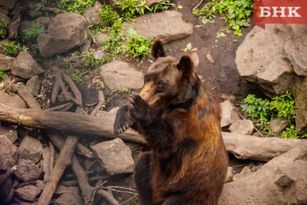 Пес-герой, медведь-попрошайка и белый еж: какие животные прославились в Коми в 2022 году
