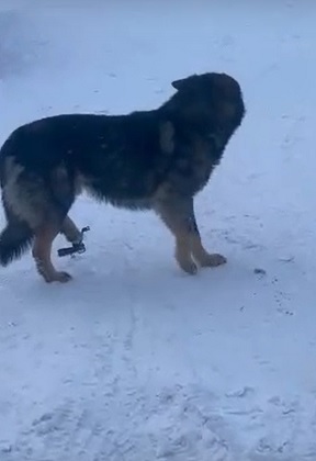 В ухтинском поселке спасли собаку с капканом на лапе