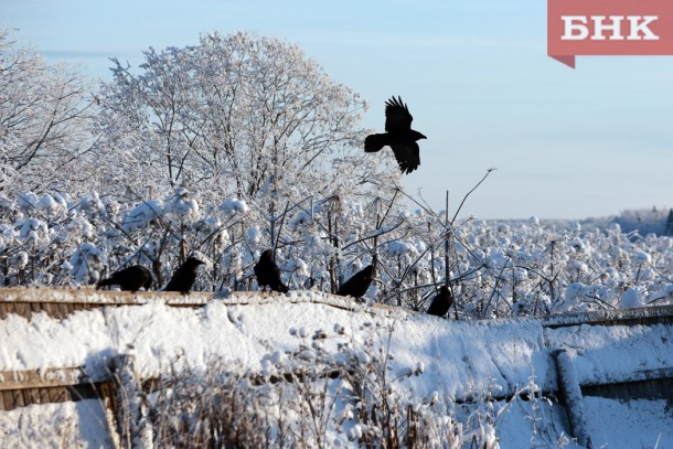 Орнитологи Коми бьют тревогу из-за нашествия ворон