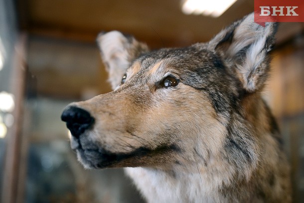 В Усть-Вымском районе «прописались» волки из соседнего муниципалитета