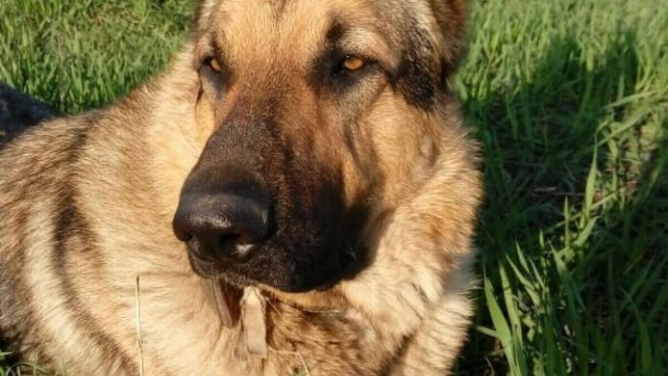 Погибший во время СВО пес-герой из Коми удерживает лидерство в народном голосовании премии «Мой ласковый и нежный зверь»