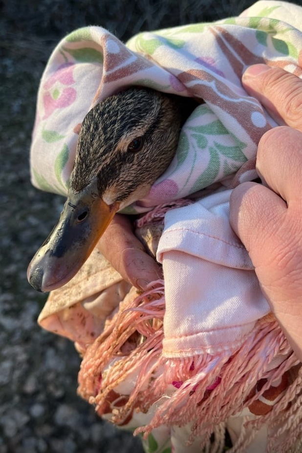 vW4wyind0SE.jpg vW4wyind0SE.jpg