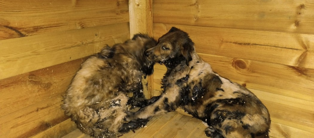 Ухтинские зоозащитники отмыли завязших в смоле щенков