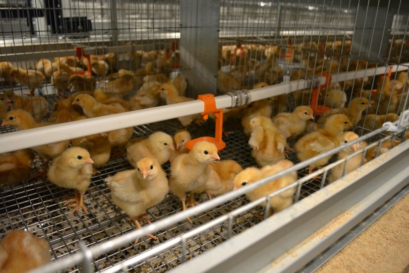 Новый дом для цыплят: «Птицефабрика Зеленецкая» продолжает модернизацию подразделения по производству яиц