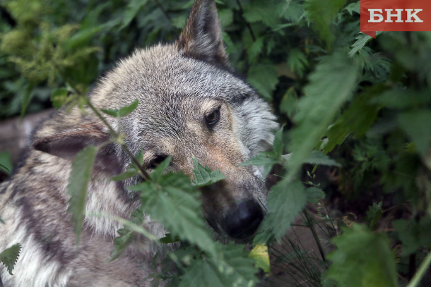 Итоги недели на БНК: волки под Сыктывкаром и растущая стоимость жилья