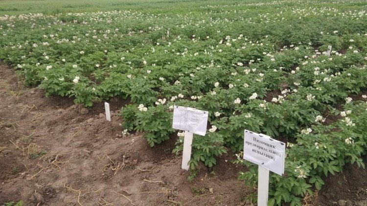 Posadki-kartofelya.-Pitomnik-predvaritelnogo-ispytaniya-perspektivnyh-gibridov-na-eksperimentalnom-pole-Instituta-agrobiotehno.jpg