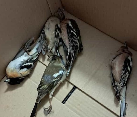 В Коми погибают перелетные птицы
