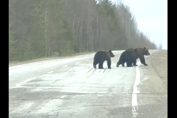 Жительница Коми на дороге в Вуктыл встретила семейство медведей