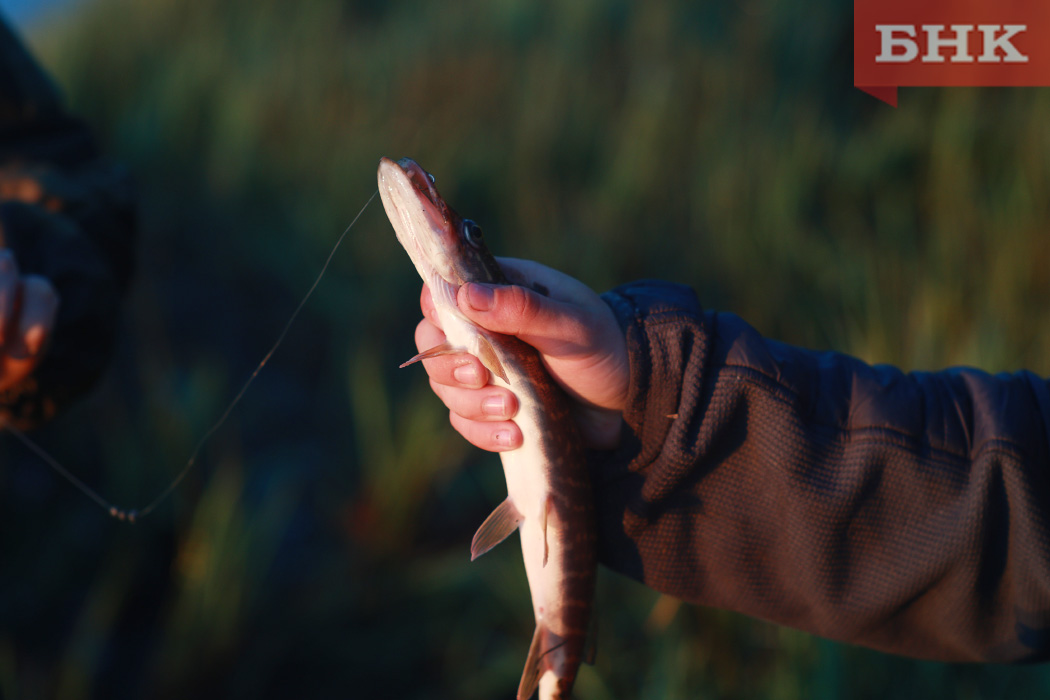 В Коми заключены 13 новых договоров по рыболовным участкам