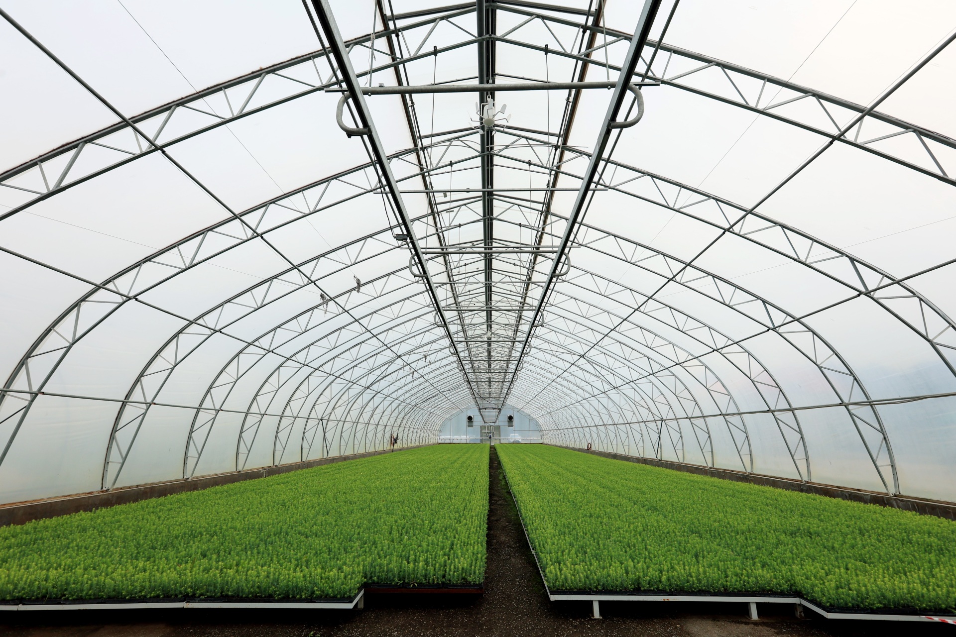 Pitomnik.jpg Pitomnik.jpg