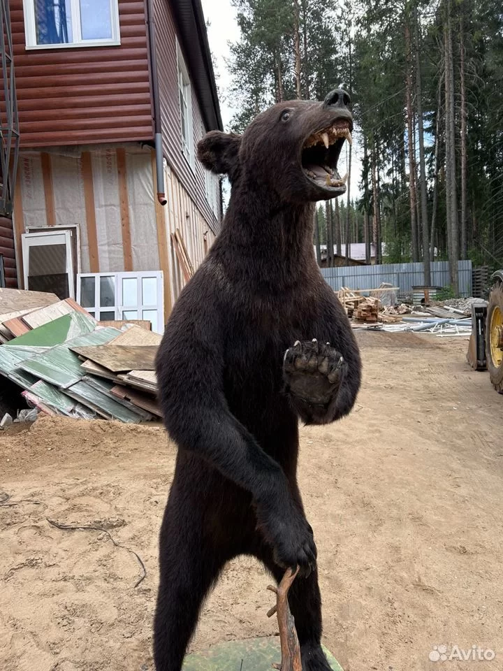 Medved.png Medved.png