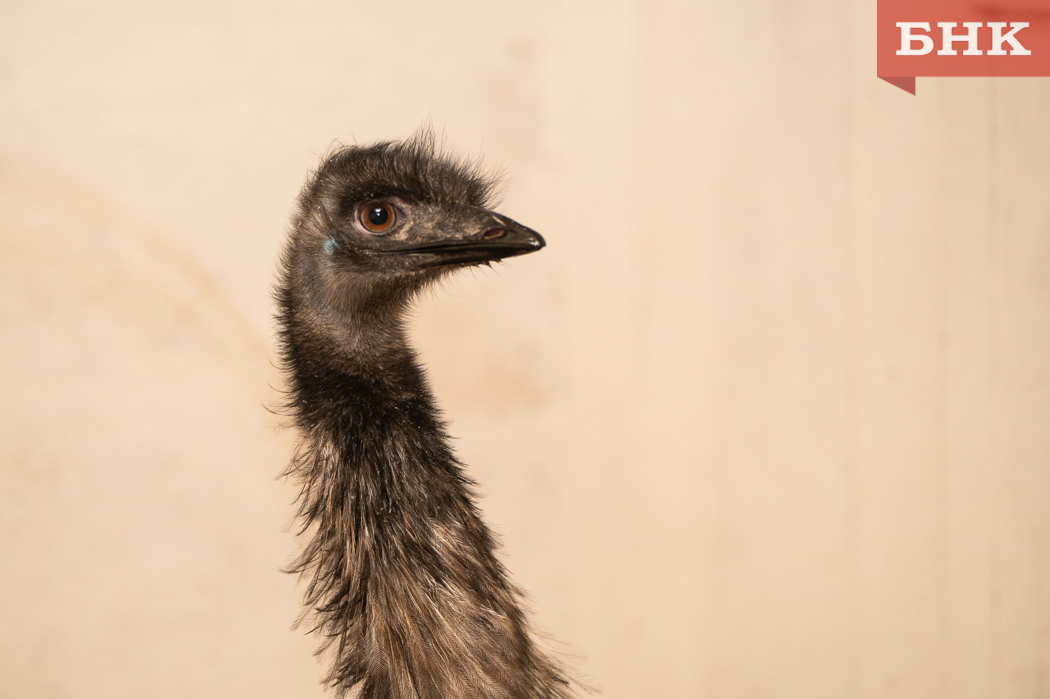 Прославившийся страус-беглец из Коми официально получил имя