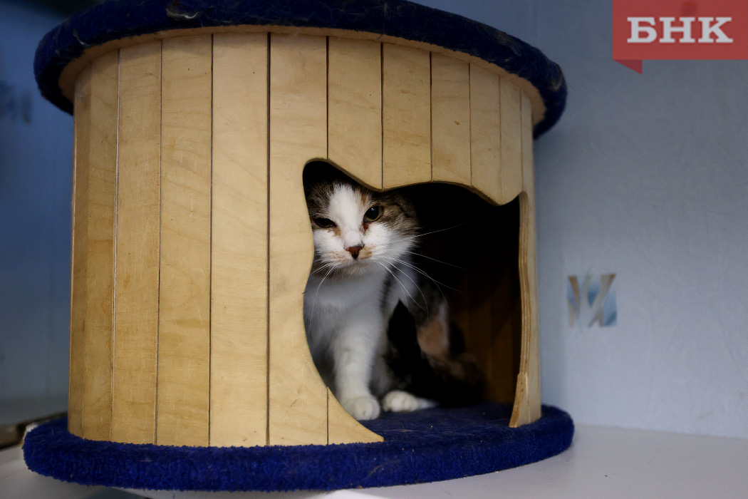 Волонтеры Емвы просят помочь с вакцинацией бездомных кошек