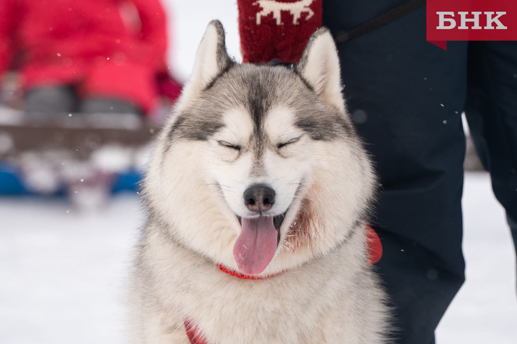 В Прилузье хозяйка собаки возместит ущерб за поврежденный в ДТП автомобиль