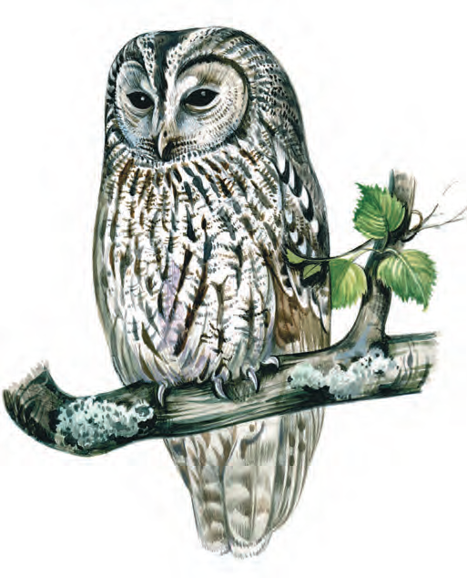 foto-iz-Krasnoi-knigi-RK-2.png foto-iz-Krasnoi-knigi-RK-2.png