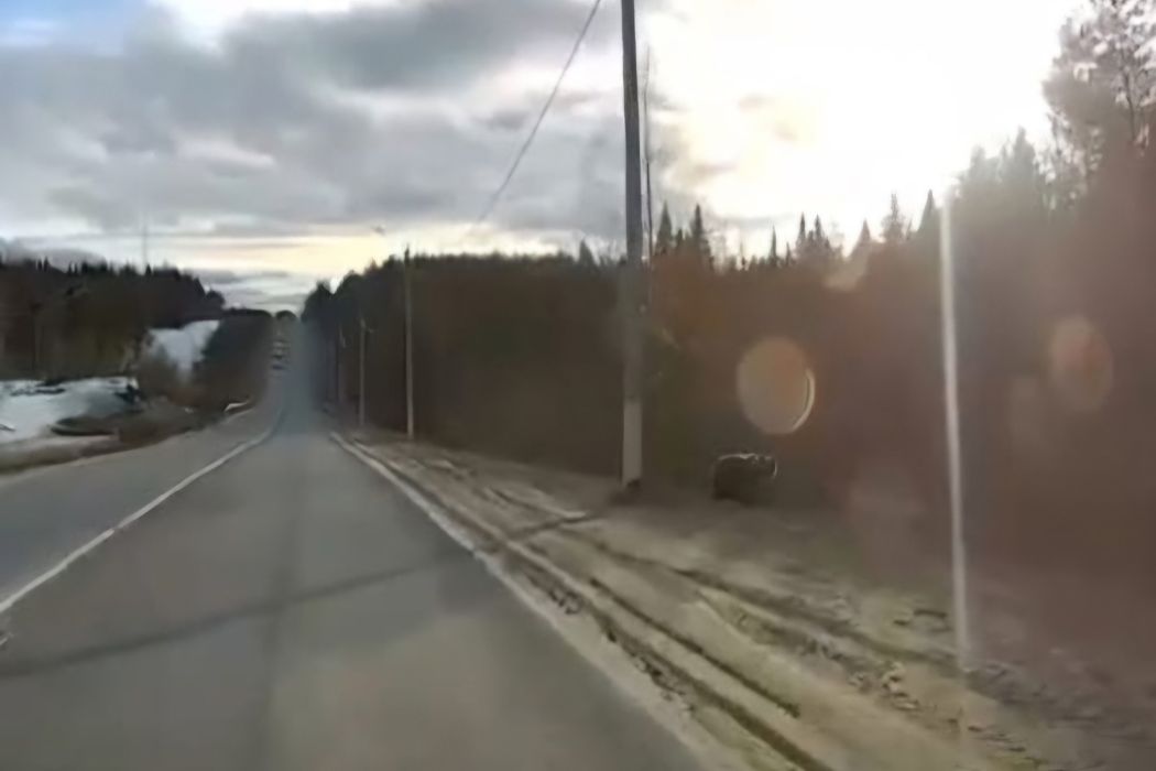 В Ухте медведи вышли к людям