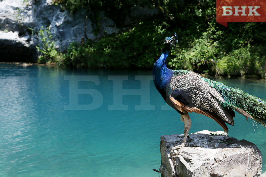 Сыктывкарцы назвали лучшие места для отдыха летом