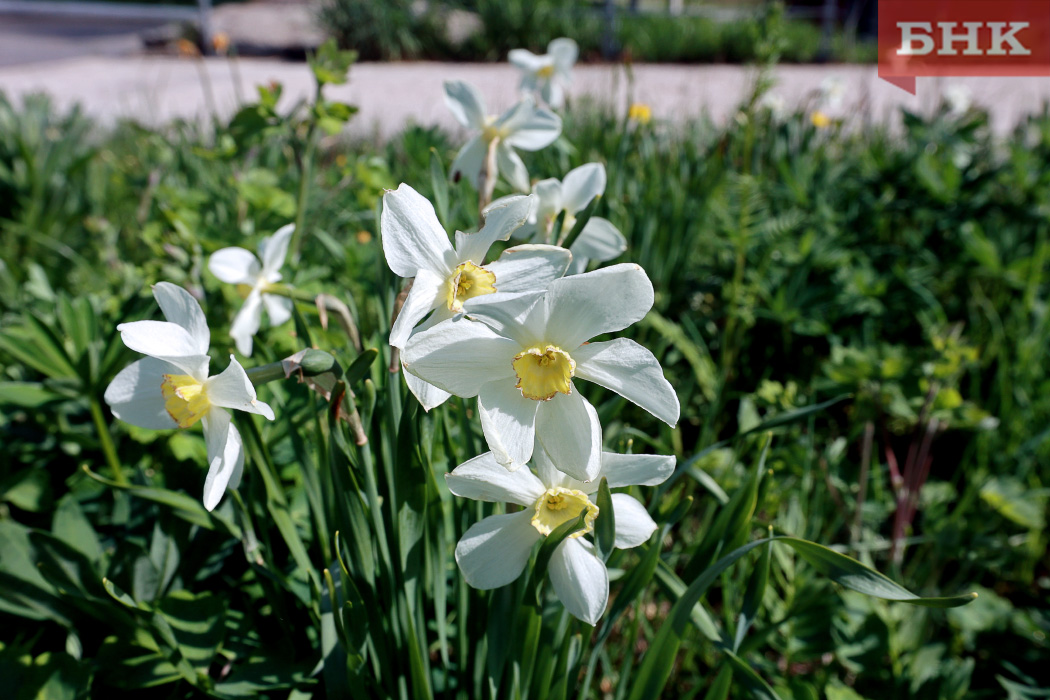 Юго-западные ветра несут в Коми очень теплый воздух