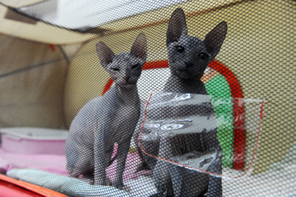 DSC_9004.jpg DSC_9004.jpg