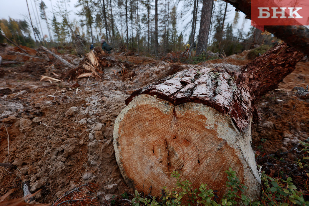 Печорский предприниматель признан виновным в незаконной рубке лесных насаждений
