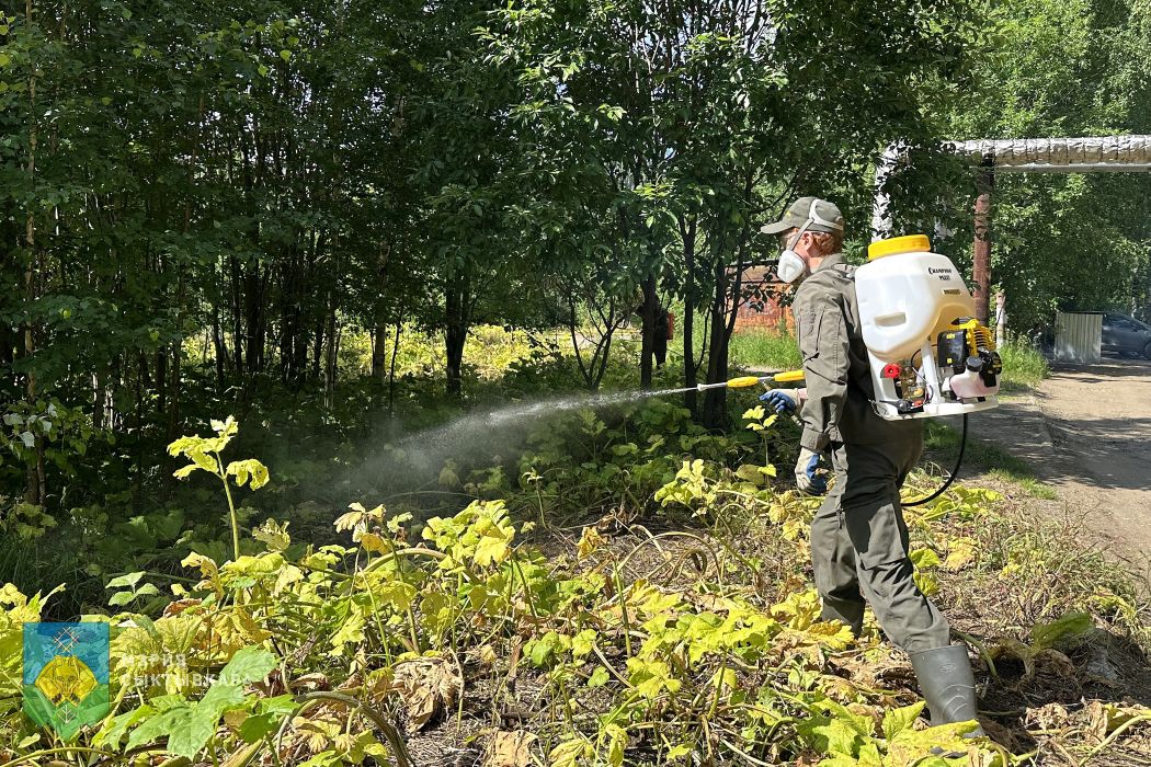 В Сыктывкаре людей и организации приобщают к борьбе с борщевиком предписаниями