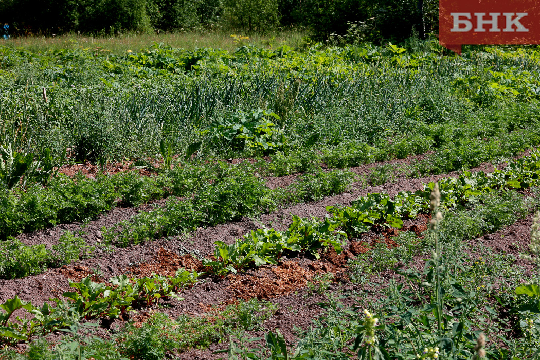 В Республике Коми выдано 21 предписание владельцам сельхозучастков по результатам проведенных наблюдений за соблюдением обязательных требований
