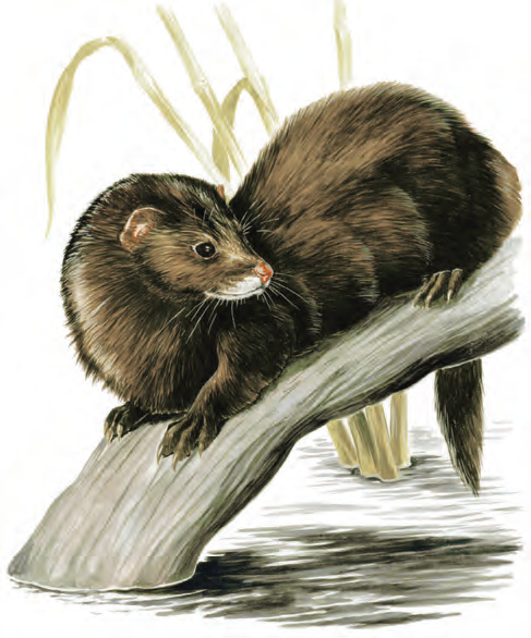 Risunok-iz-Krasnoi-knigi-RK.png Risunok-iz-Krasnoi-knigi-RK.png