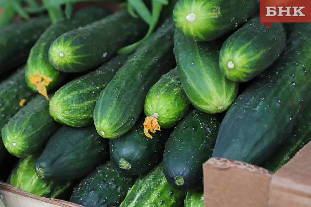 Сыктывкарцам подсказали, куда сдать остатки урожая