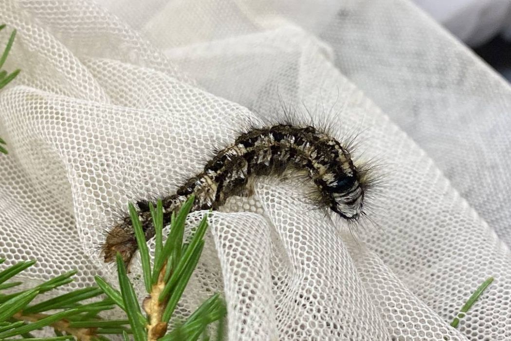 Карантин по сибирскому шелкопряду ввели еще в одном районе Коми