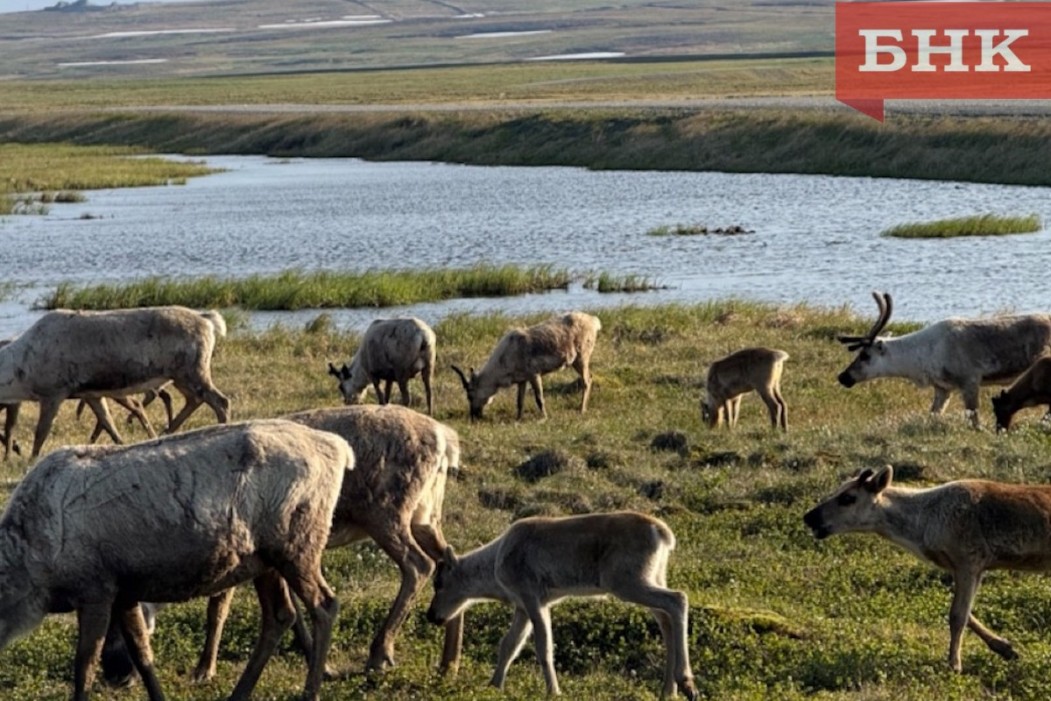 Олени съели редкие растения в заповеднике под Воркутой