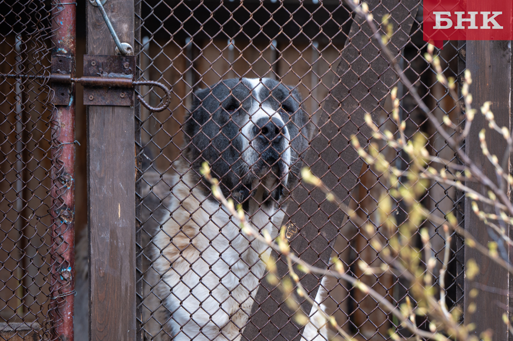 Глава Сысольского района: «В муниципалитете нет безнадзорных собак»