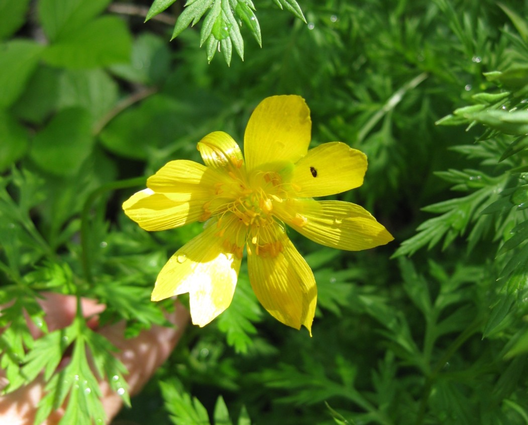 Заповедная Коми: растение с именем из Древней Греции