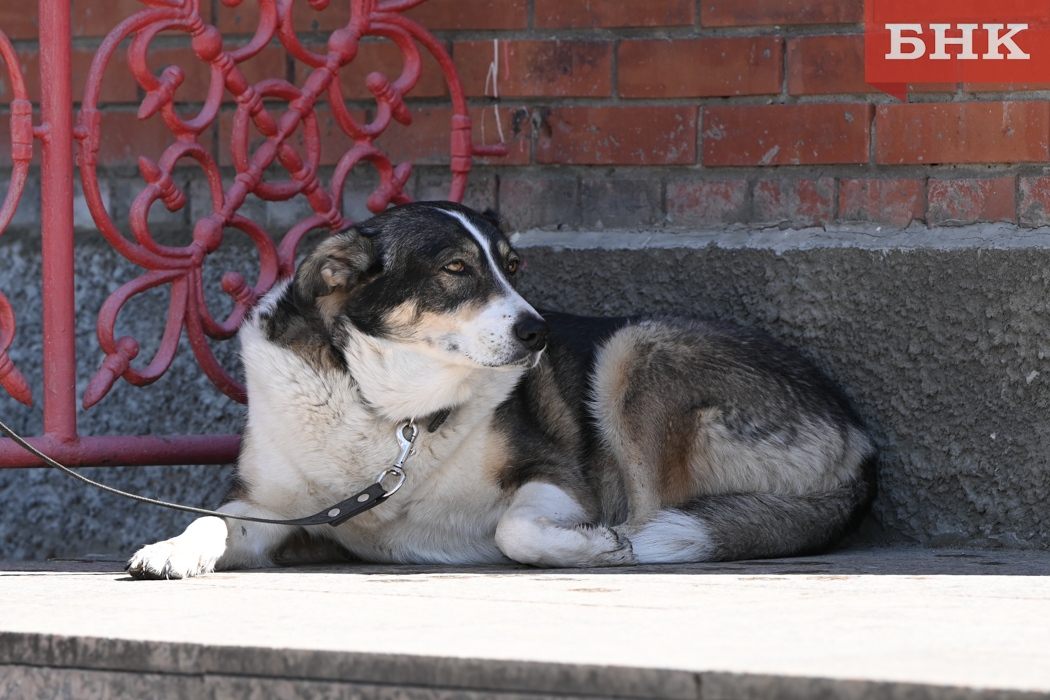 В удорском селе проверяют информацию о стрельбе по собакам