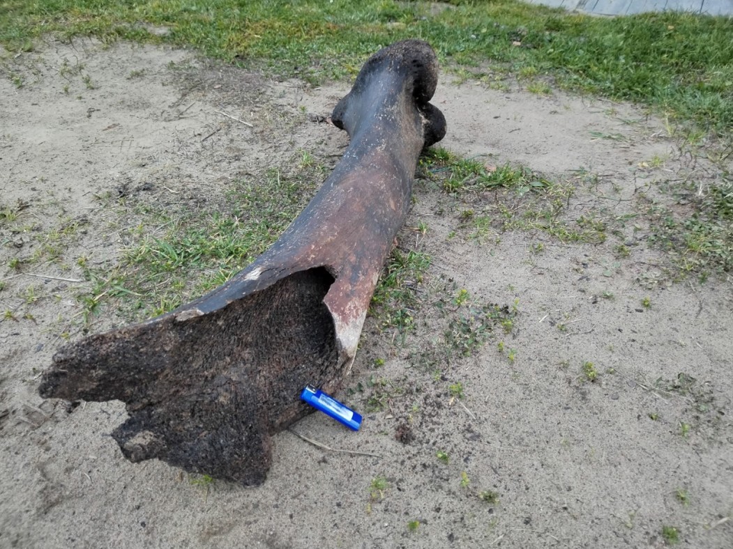 Народный корреспондент: «В Корткеросском районе нашли огромную кость древнего животного»