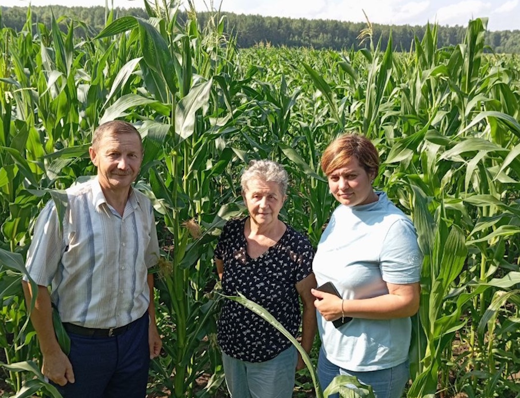 В Корткеросе вырастили полутораметровую кукурузу