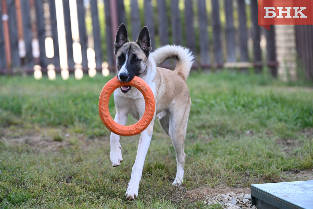 «Твори добро»: сыктывкарка ищет дом для спасенного с «кладбища домашних животных» щенка