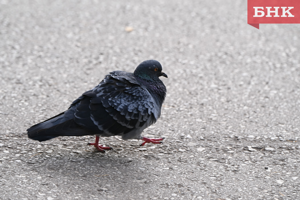 На юге Коми будет без осадков, на севере — снег