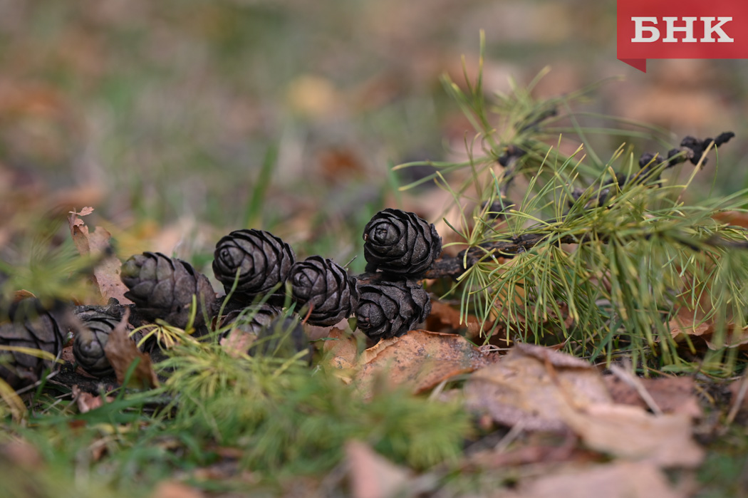 Какой будет погода в Коми 5 октября