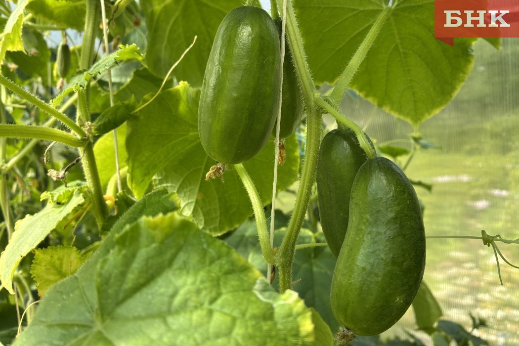 Арктический резидент решил построить в Усинске тепличный комплекс