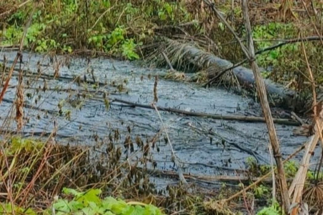 В Емве выясняют, кто виноват в загрязнении почв стоками