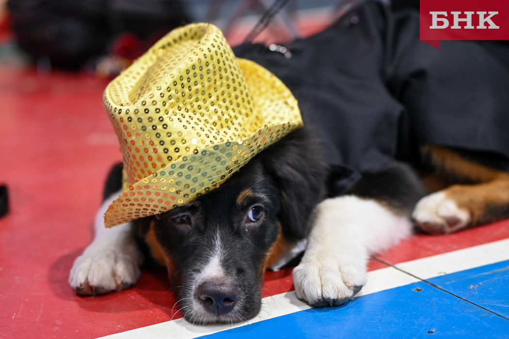 В России предложили ввести обязательную регистрацию домашних животных