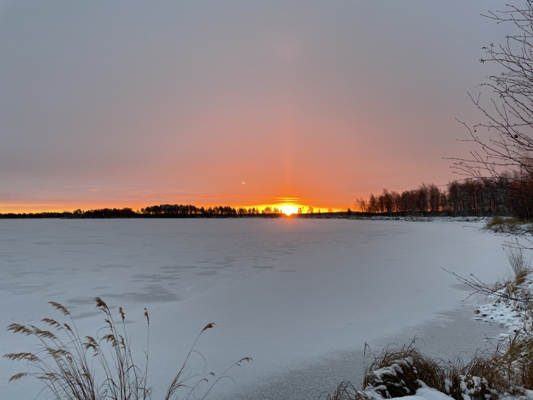 В сосногорском заказнике нашли следы оленей