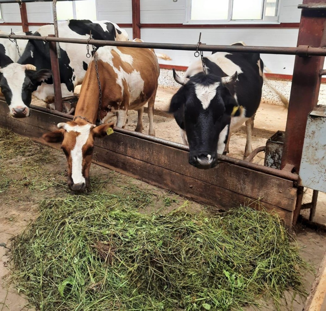 Стимулирующие механизмы господдержки в Коми обеспечивают положительную динамику в молочно-мясном скотоводстве