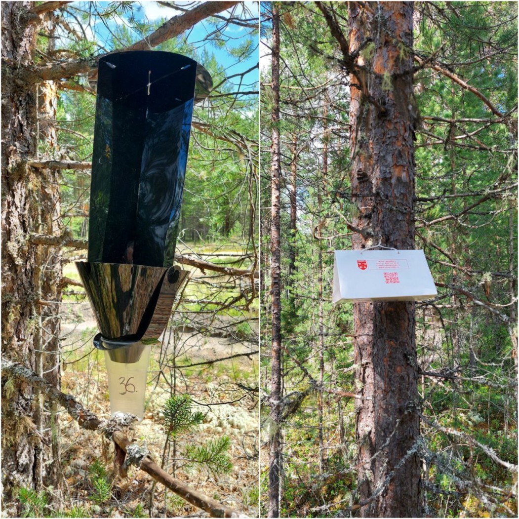 В Республике Коми подведены итоги мониторинга карантинного фитосанитарного состояния лесов за 2025 год