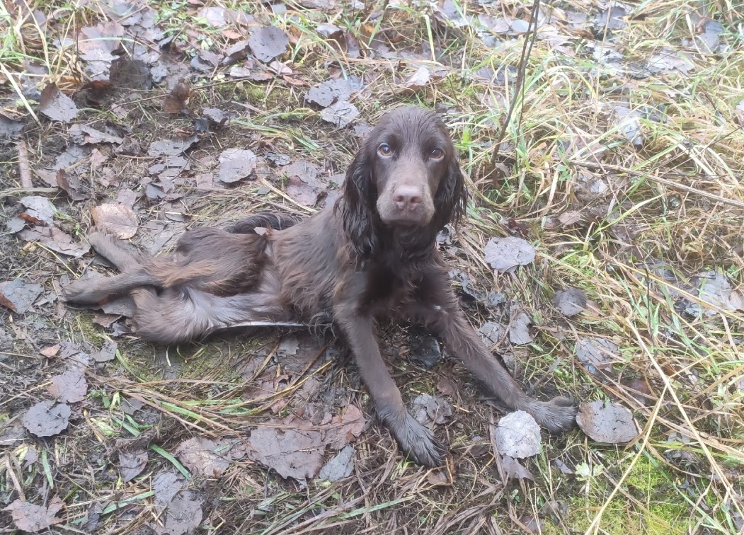Хозяйка щенка со сломанным позвоночником призналась, что выбросила его с высоты пятого этажа